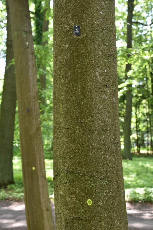 Fotografia przedstawia oznakowane w trakcie inwentaryzacji drzewa. Fot. Wojciech Błoch (Nadleśnictwo Grodzisk).