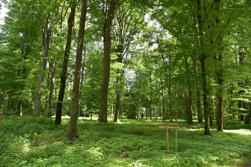Fotografia przedstawia teren Parku w Porażynie. Fot. Wojciech Błoch (Nadleśnictwo Grodzisk).