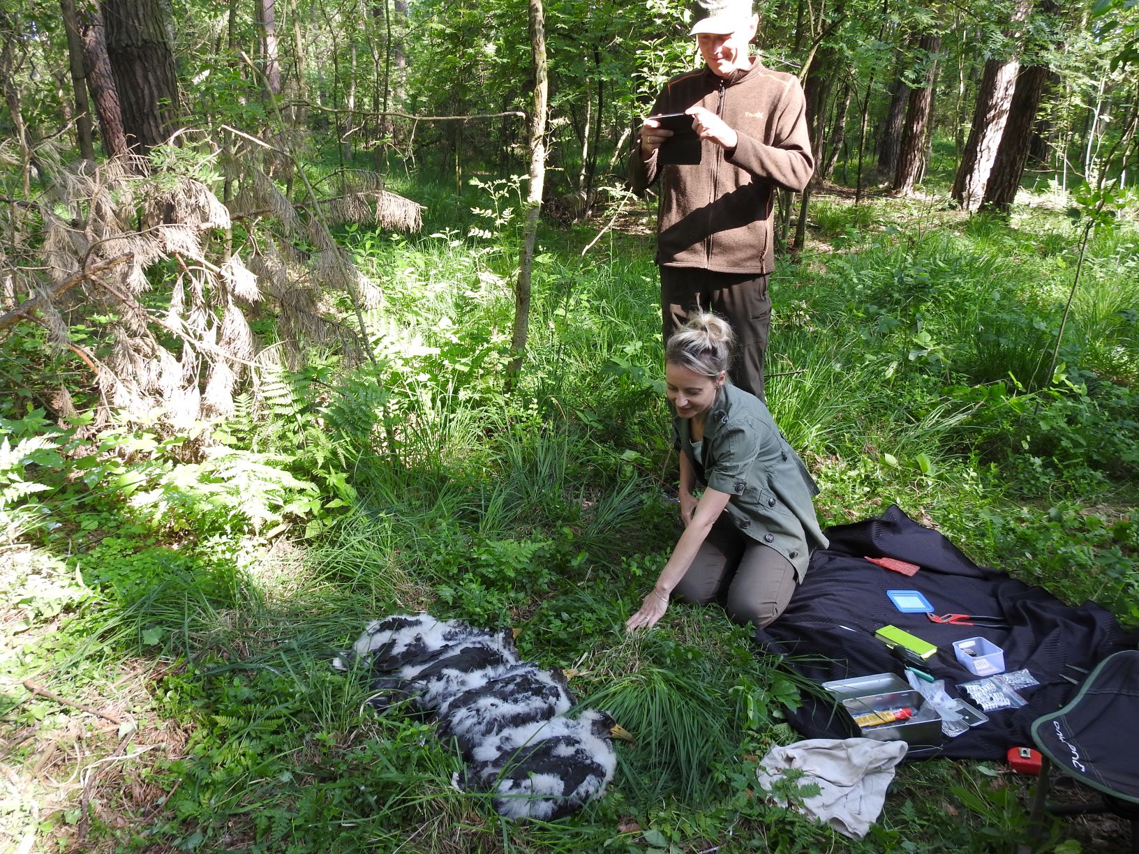 Fotografia przedstawia proces obrączkowania piskląt bociana czarnego. Fot. Ilona Żółtowska (Nadleśnictwo Koło).