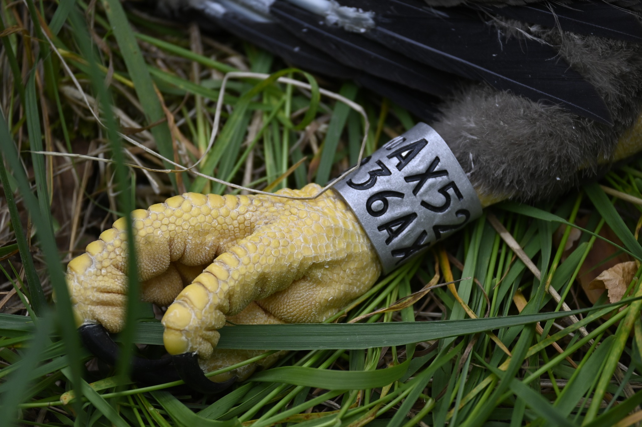 Zdjęcie przedstawia nogę pisklęcia bielika, czyli skok z założoną srebrną obrączką ze specjalnym numerem. Fot. Roman Tomczak (Nadleśnictwo Sieraków).