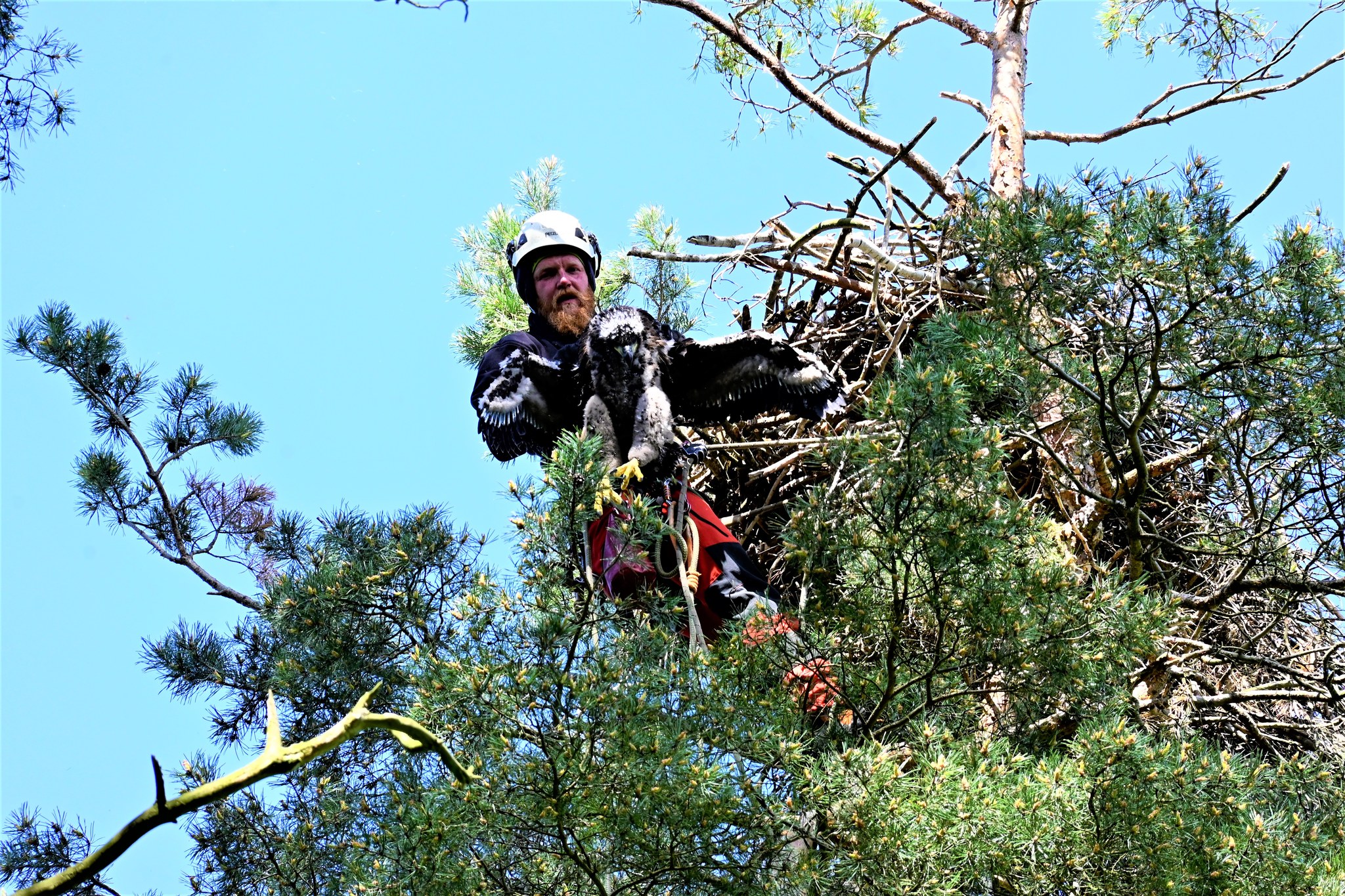 Zdjęcie przedstawia mężczyznę w uprzęży i kasku wydobywającego pisklę bielika z gniazda na szczycie drzewa. Fot. Roman Tomczak (Nadleśnictwo Sieraków).