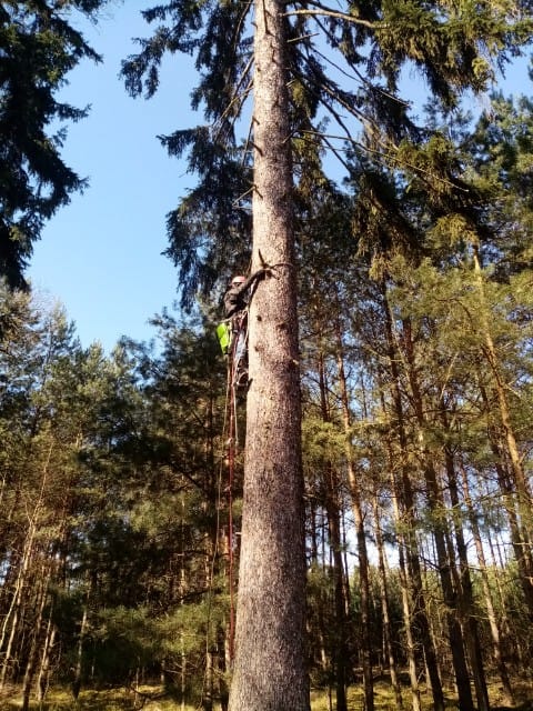 Zdjęcie przedstawia człowieka wspinającego się na świerk w uprzęży w celu założenia platformy pod gniazdo na jego czubku. Fot. Archiwum Nadleśnictwa Góra Śląska.