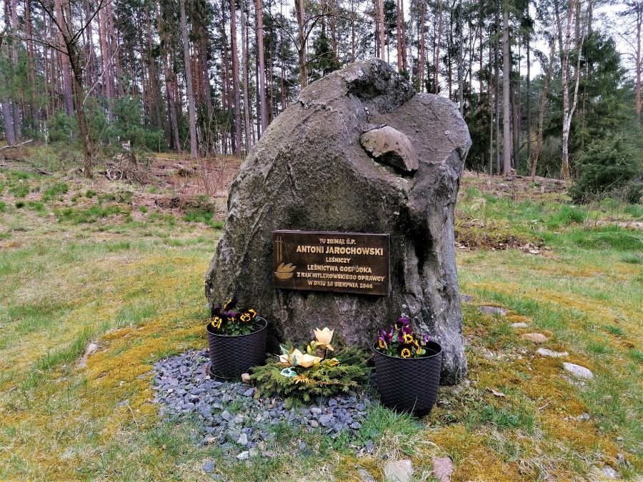 Zdjęcie przedstawia ustawiony w lesie kamień opatrzony pamiątkową tablicą upamiętniający miejsce zabójstwa leśniczego Antoniego Jarochowskiego. Fot. Przemysław Rzyski