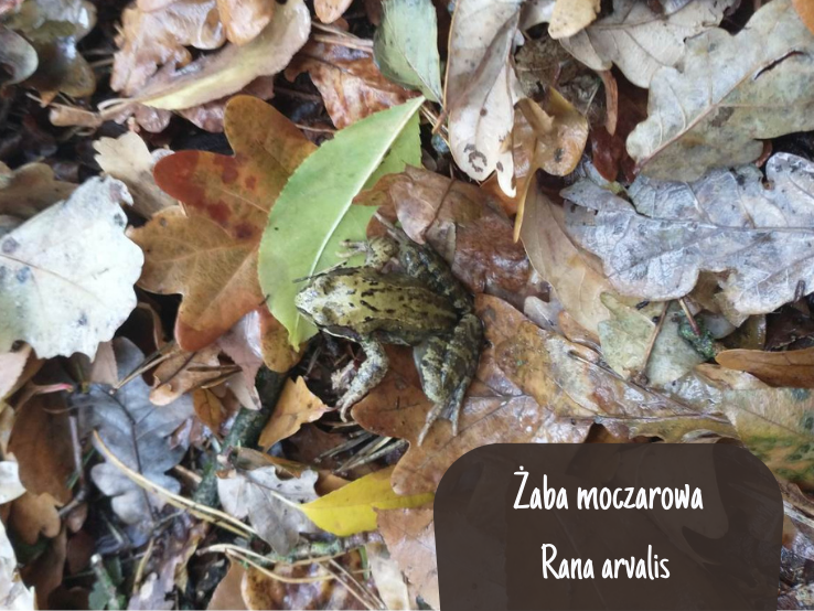 Zdjęcie przedstawia żabę moczarową znalezioną w oczyszczanym rowie. Fot. Paweł Dolata
