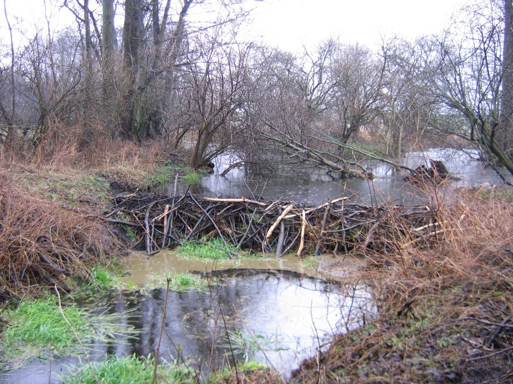 Zdjęcie przedstawia ułożoną z gałęzi i błota tamę bobrową na niewielkim kanale w lesie. Fot. K. Kuźniak