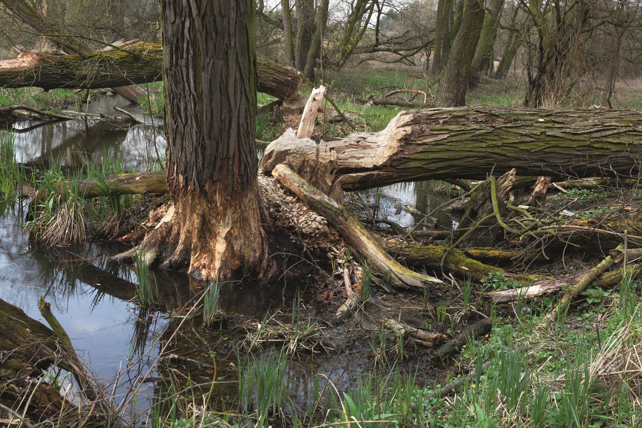 Zdjęcie przedstawa podmokły las, na pierwszym planie obalone grube drzewo ścięte charakterystycznie przez bobry. Fot. Michał Matłoka