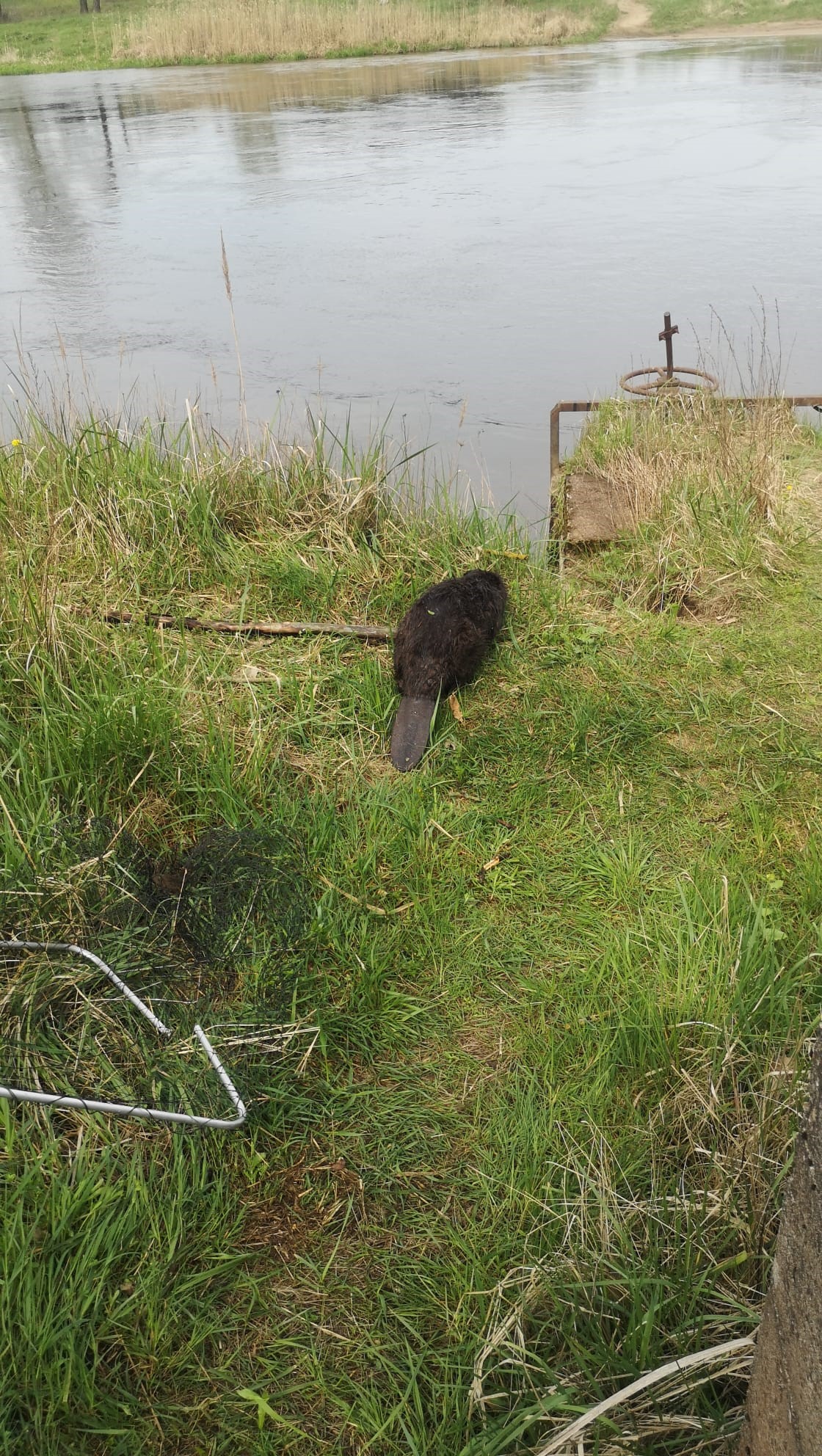 Zdjęcie przedstawia uwolnionego ze zbiornika bobra, stojącego na brzegu rzeki. Fot. Marek Dobroczyński (Nadleśnictwo Jarocin)