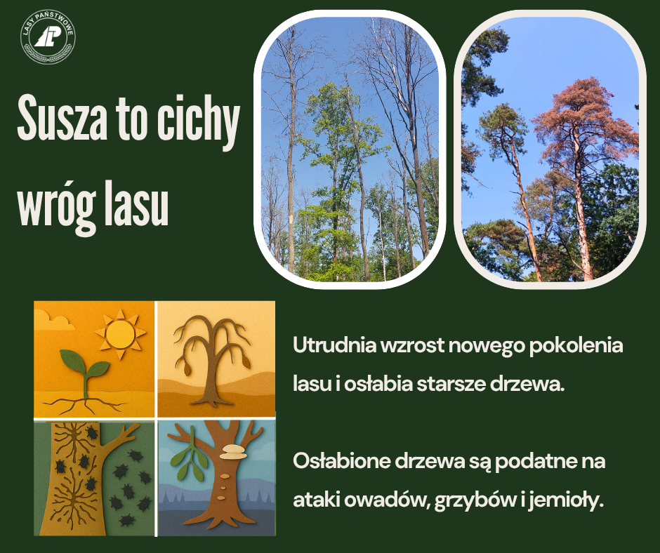 Kolaż pokazujący efekty suszy dla lasów, osłabienie drzew i podatność na jemiołę, owady i inne choroby. Zdjęcia pokazujące zamierające dęby bez liści i wyschniętą sosnę o zrudziałych igłach. 