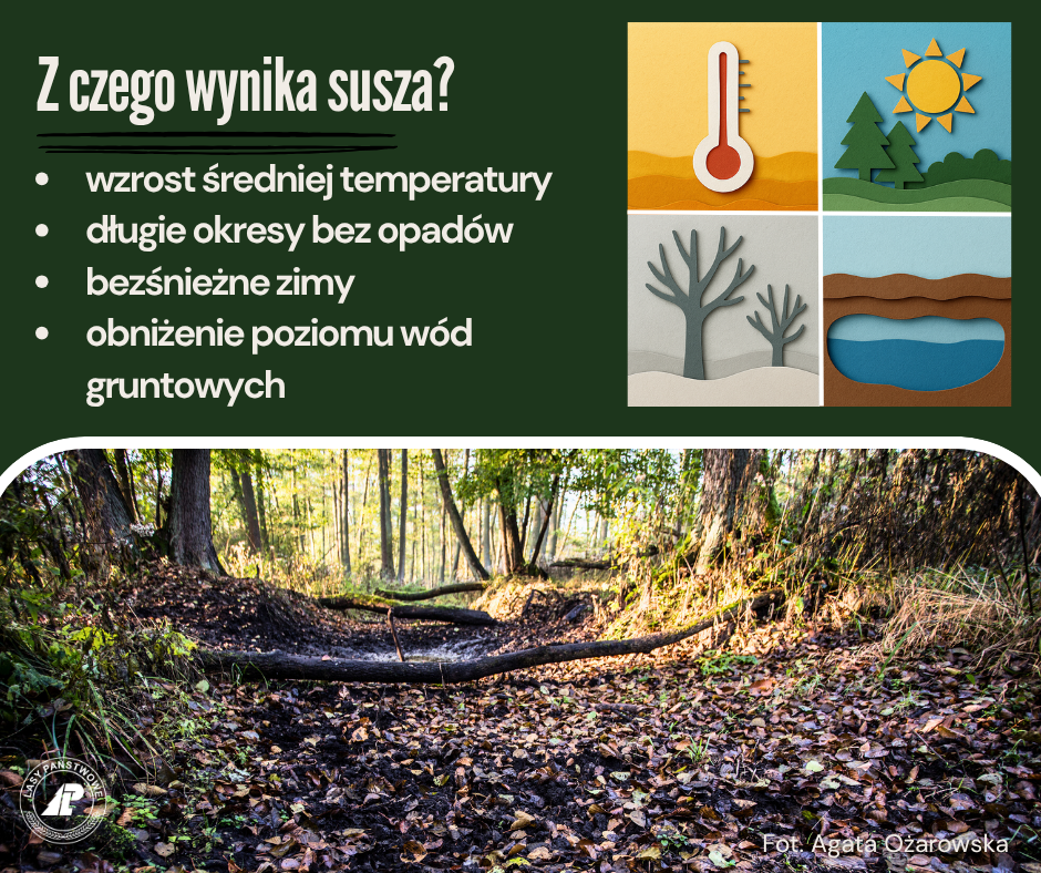 Kolaż pokazujący przyczyny suszy i zdjęcie wyschniętego cieku w lesie, z wyschniętymi liśćmi opadłymi na ciemne dno. Zdjęcie autorstwa Agaty Ożarowskiej.
