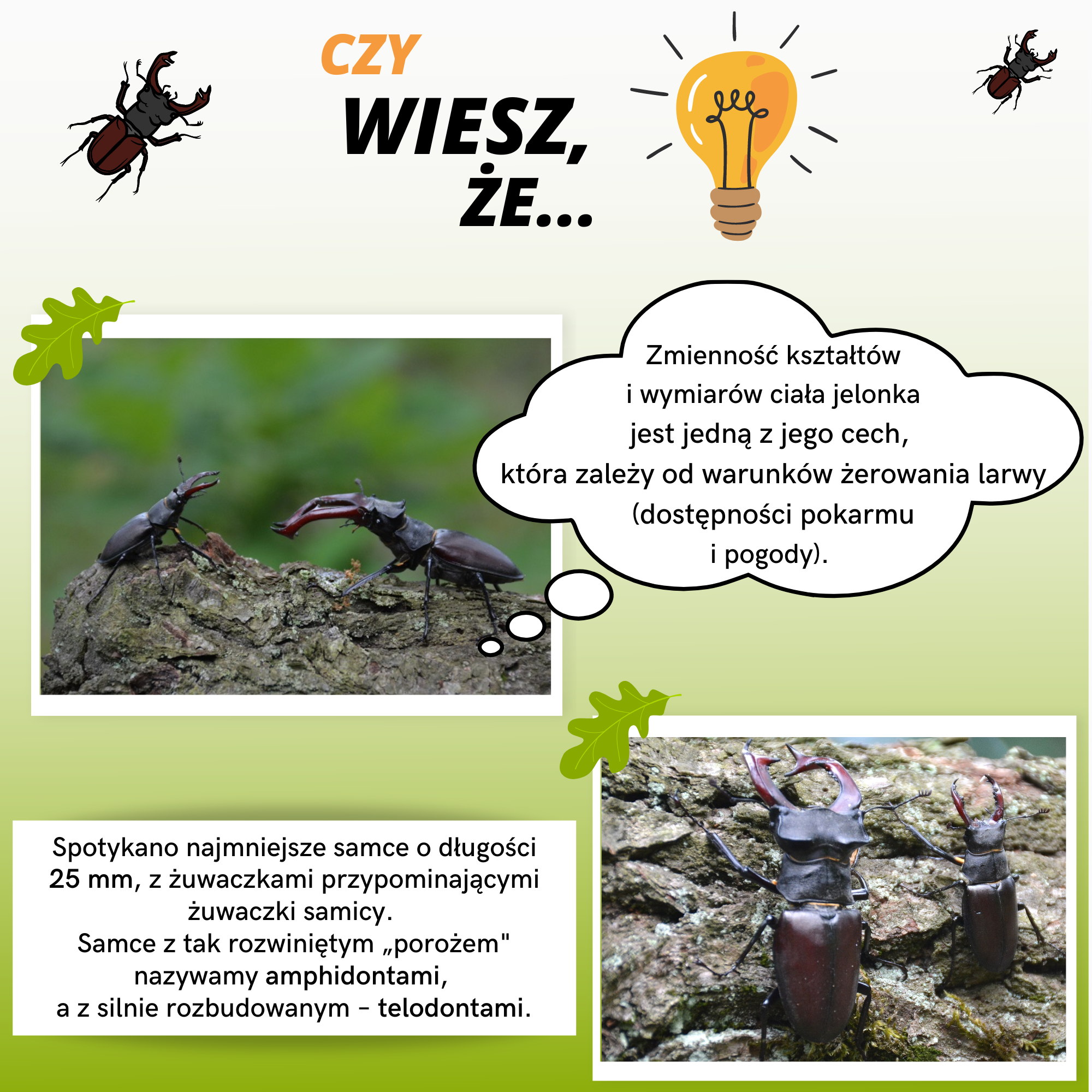 Infografika przedstawiająca ciekawostki o jelonkach rogaczach. Zdj. Marek Wąsowicz, Canva.com