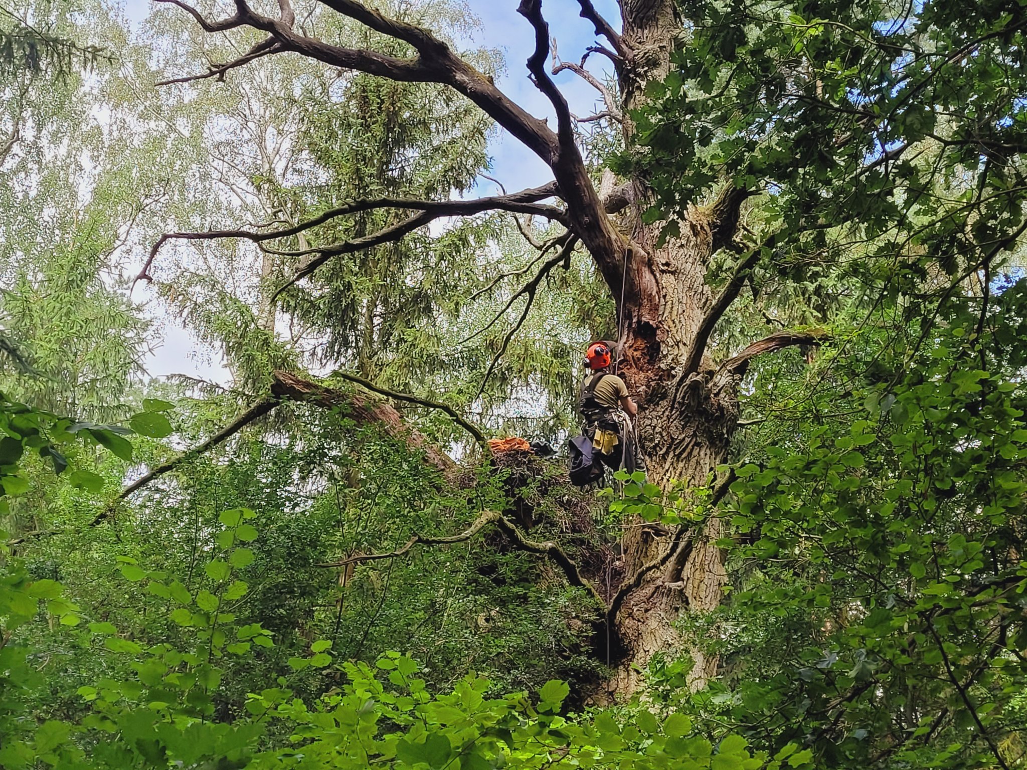 Zdjęcie przedstawia wspinaczkę na drzewo. Fot. Archiwum Nadleśnictwa Koło
