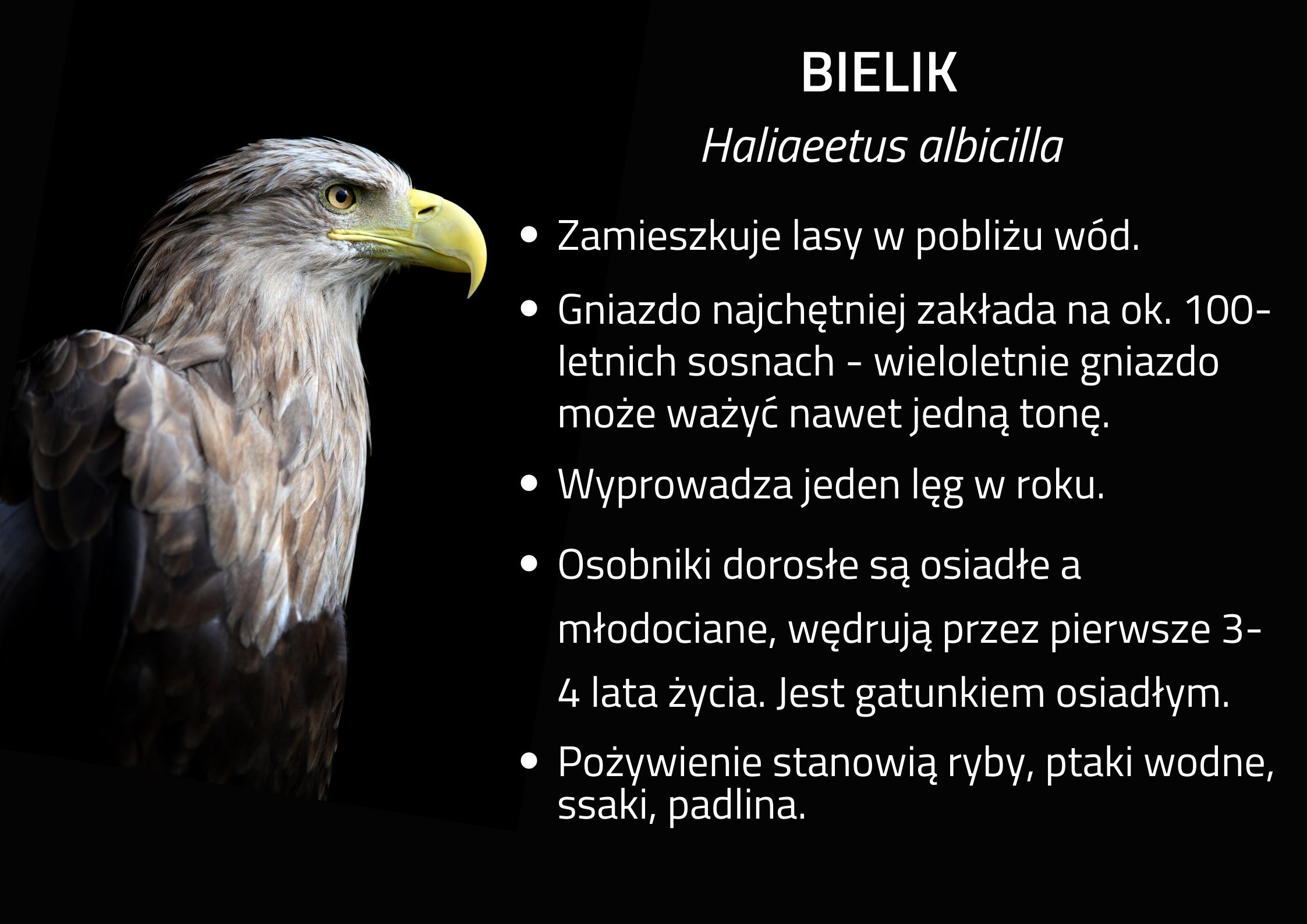 Infografika przedstawiająca ciekawostki o bielikach. Canva.com