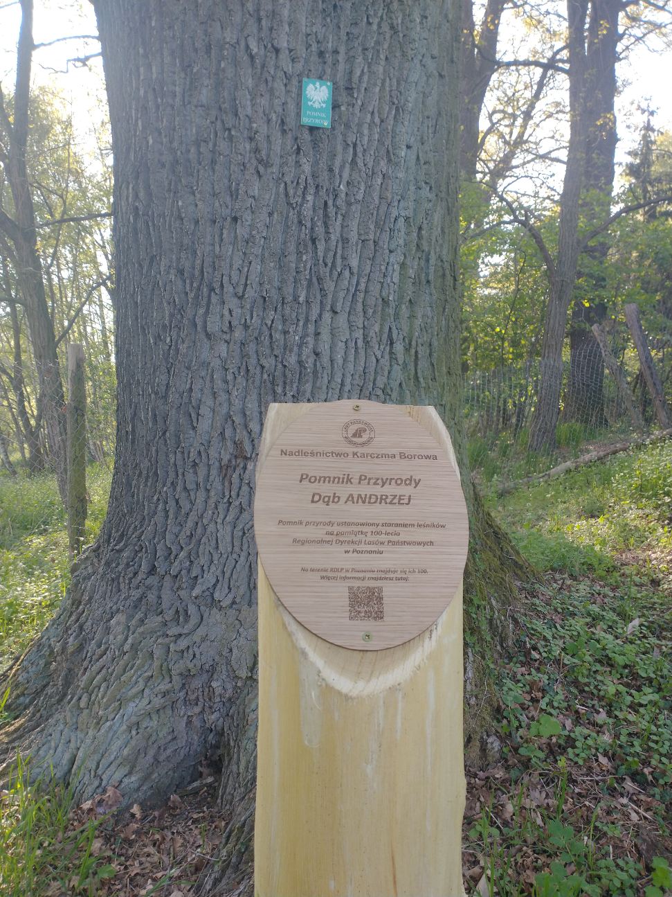 Zdjęcie przedstawia pomnikowe drzewo i stojącą przed nim tabliczkę na słupku. Fot. Archiwum Nadleśnictwa Karczma Borowa