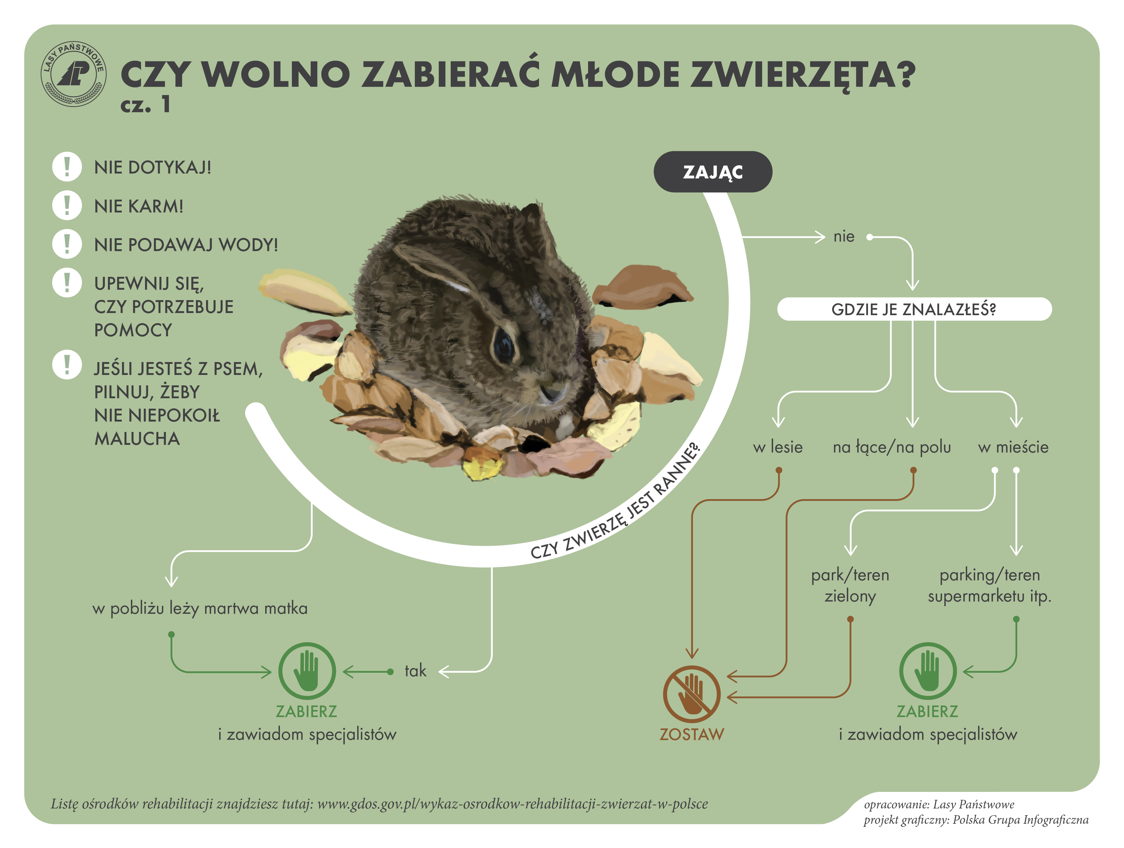 Infografika prezentująca jak należy postępować w przypadku znalezienia małego zająca. Źródło: Lasy Państwowe.