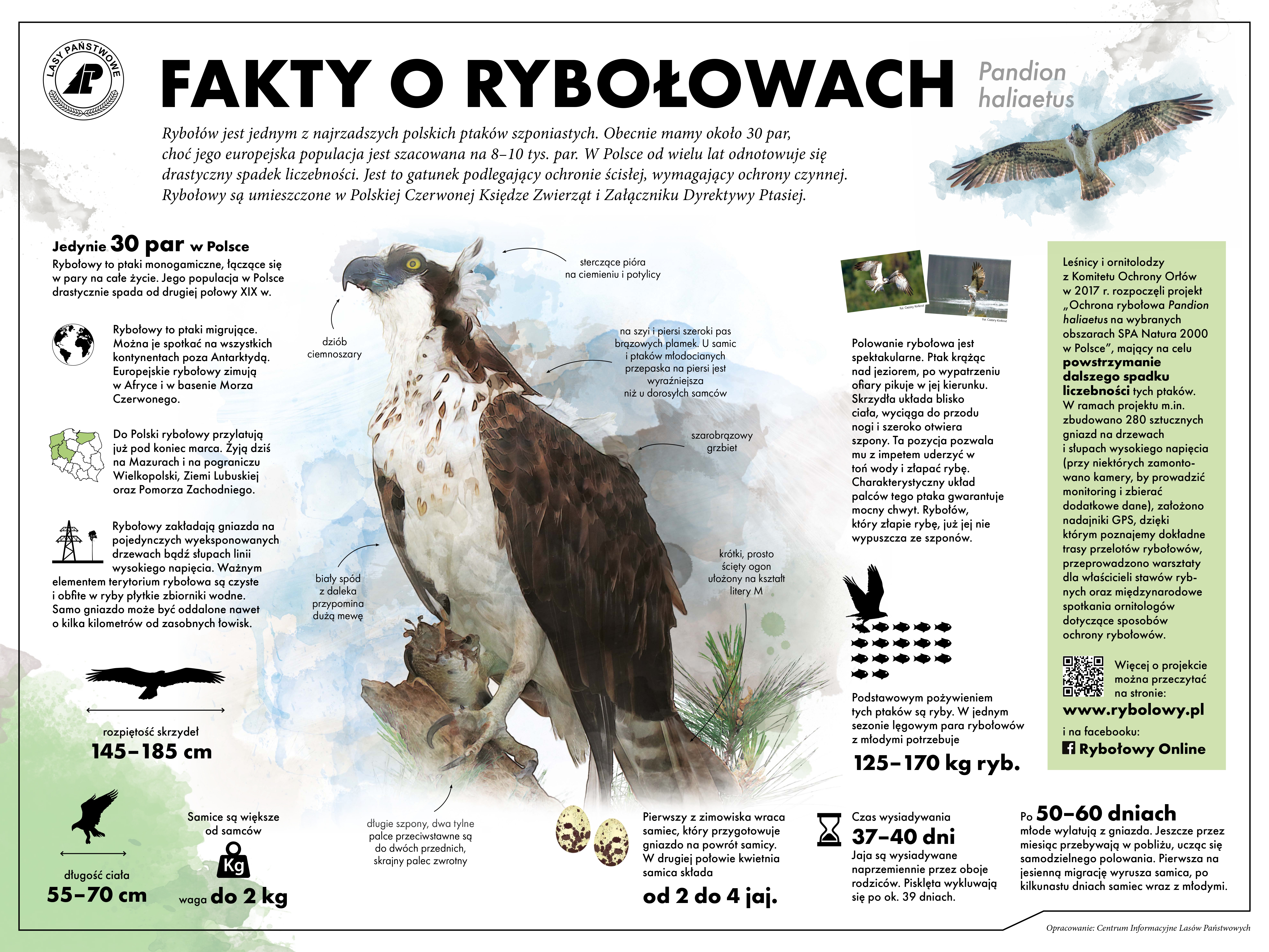 Infografika prezentująca najważniejsze fakty dotyczące rybołowów. Źródło: Lasy Państwowe.