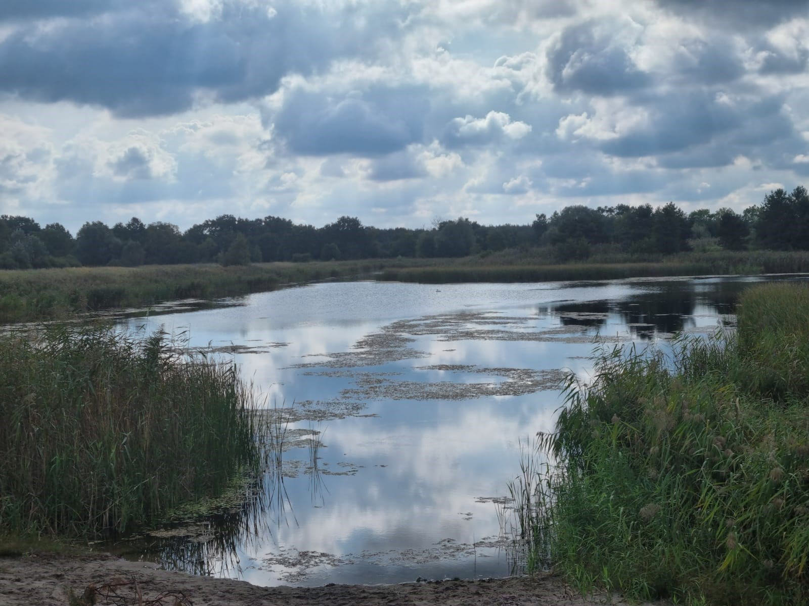 Zdjęcie przedstawia rozlewisko rzeki z brzegami porośniętymi trzcinami i lasem w tle. Fot. Archiwum RDLP w Poznaniu.