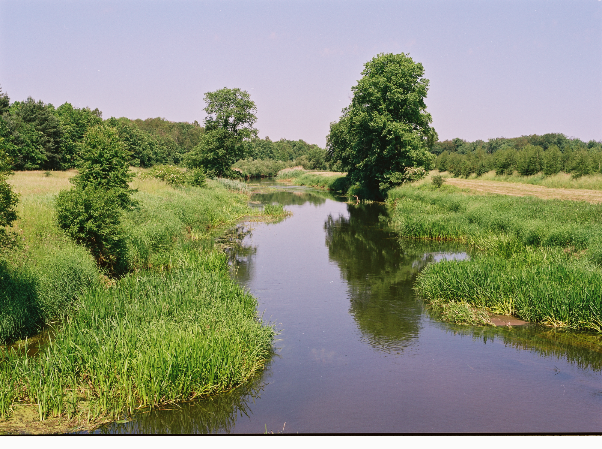 Zdjęcie przedstawia rzekę płynącą wśród łąk i lasów. Fot. Archiwum Nadleśnictwa Góra Śląska.