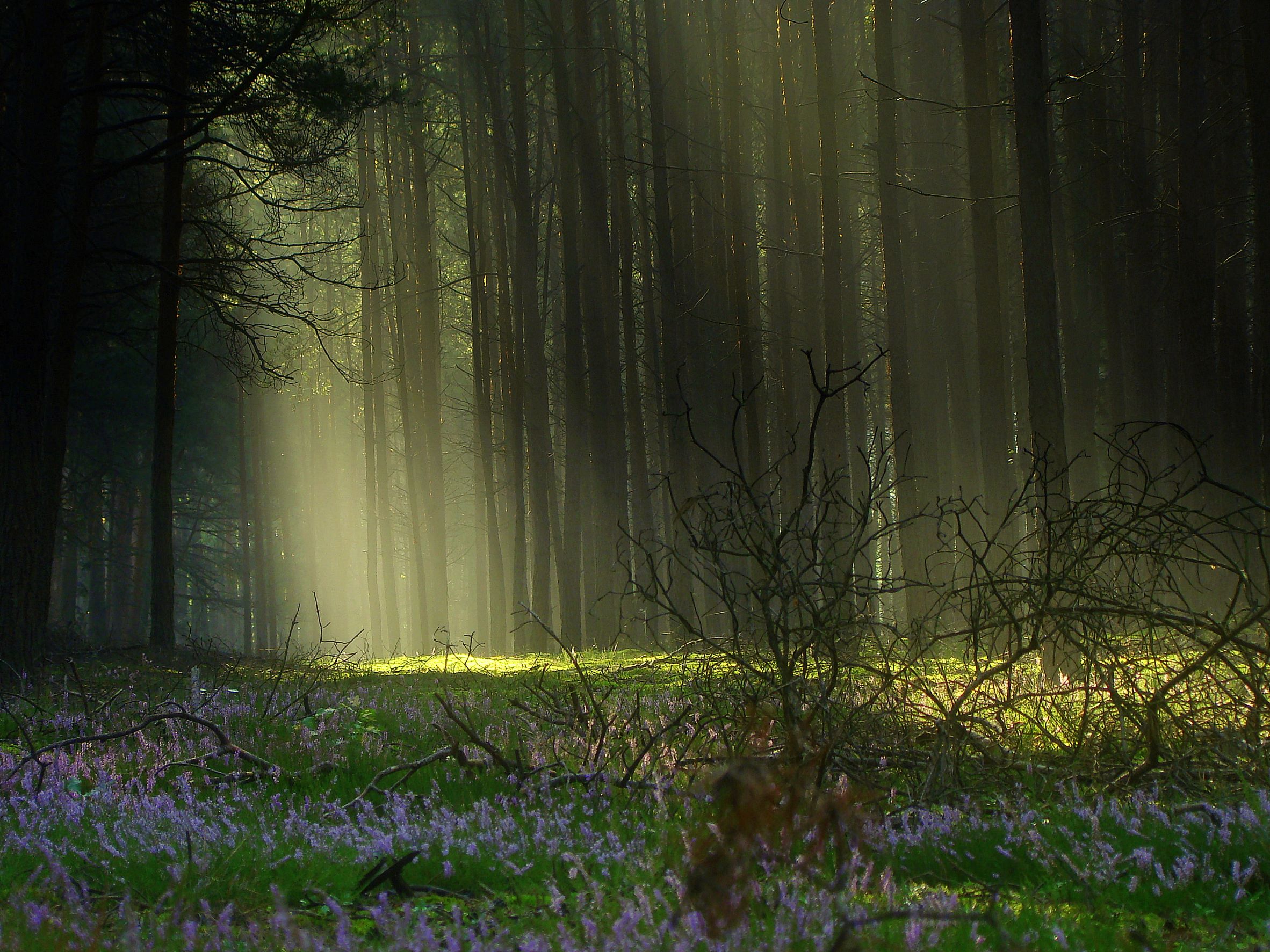 Zdjęcie przedstawia las z terenów Nadleśnictwa Syców. Fot. Karol Wróbel (Nadleśnictwo Syców).