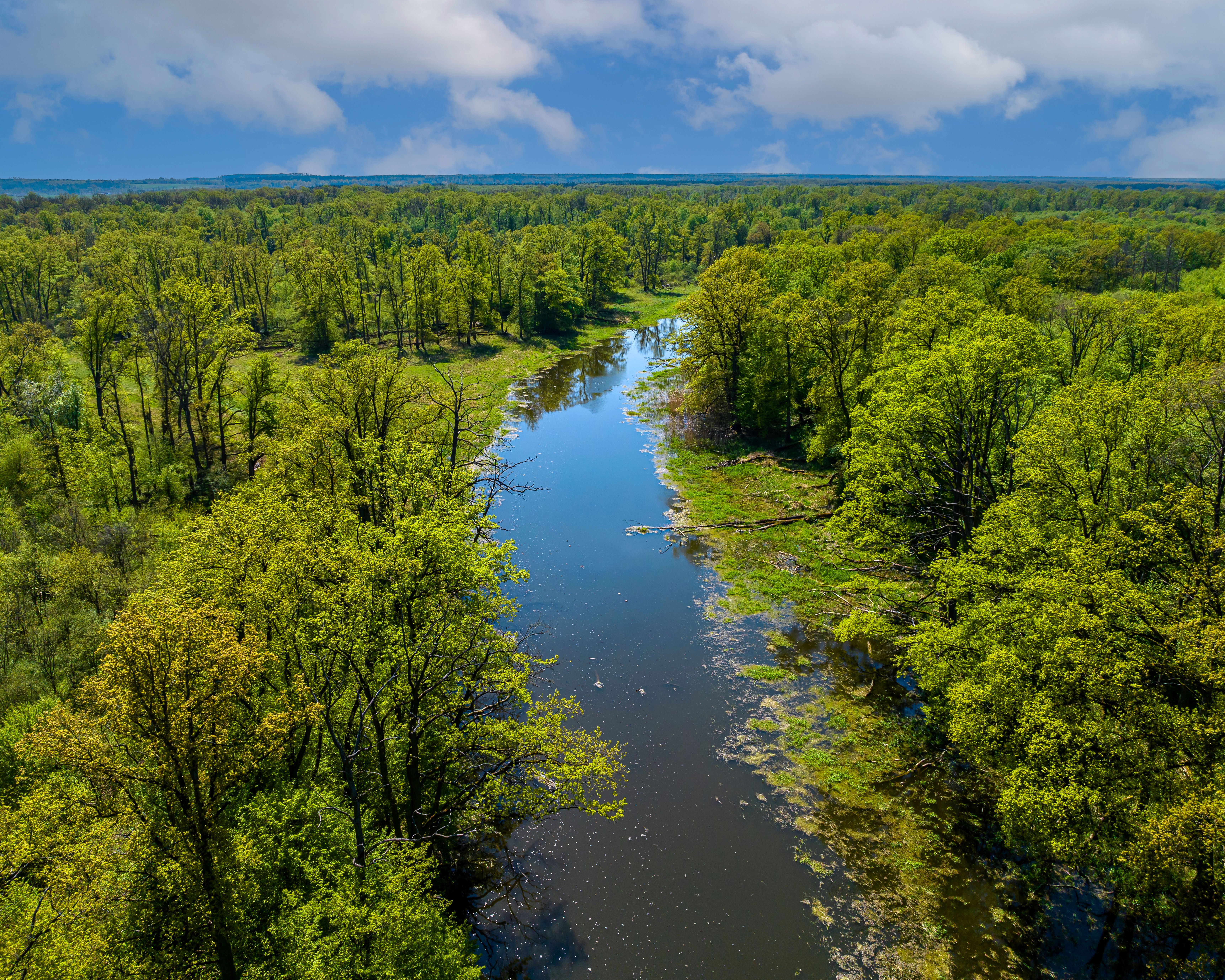 Zdjęcie przedstawia rzekę płynącą przez las z lotu ptaka. Fot. Archiwum Nadleśnictwa Jarocin