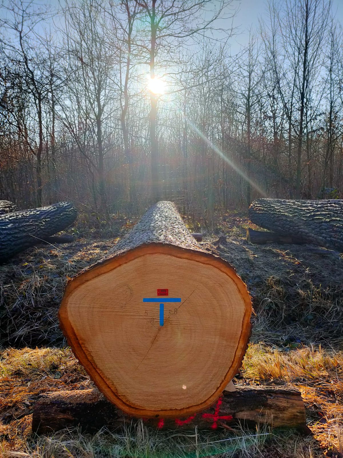 Fotografia przedstawia surowiec dębowy. Fot. Eryk Żmuda, Nadleśnictwo Krotoszyn