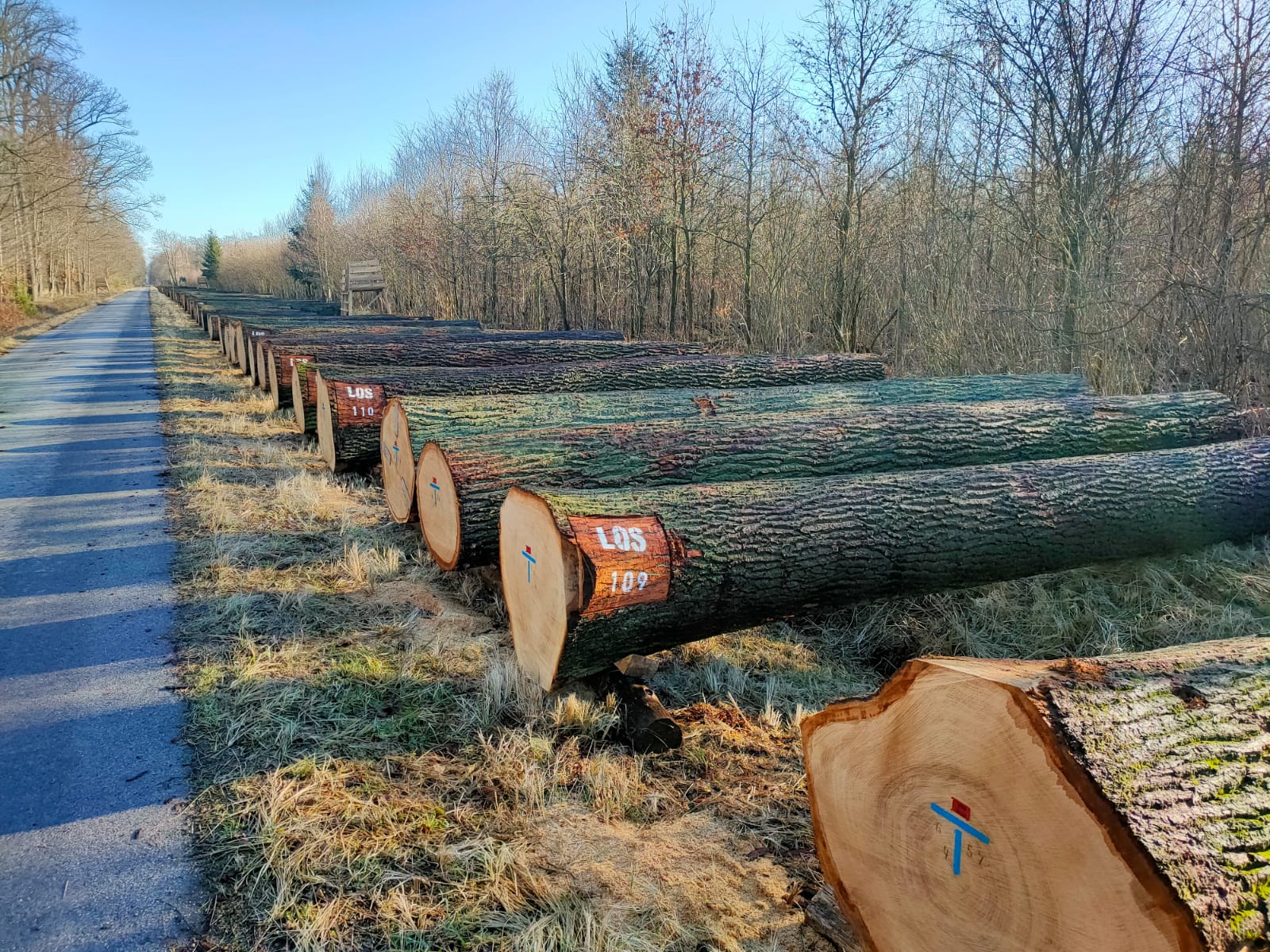 Fotografia przedstawia plac ekspozycyjny, z drewnem dębowym. Fot. Eryk Żmuda, Nadleśnictwo Krotoszyn