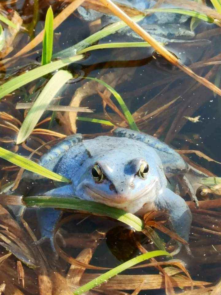Zdjęcie przedstawia samca żaby moczarowej, który przybrał błękitny kolor na czas godów. Fot. Beata Kątna (Nadleśnictwo Turek)