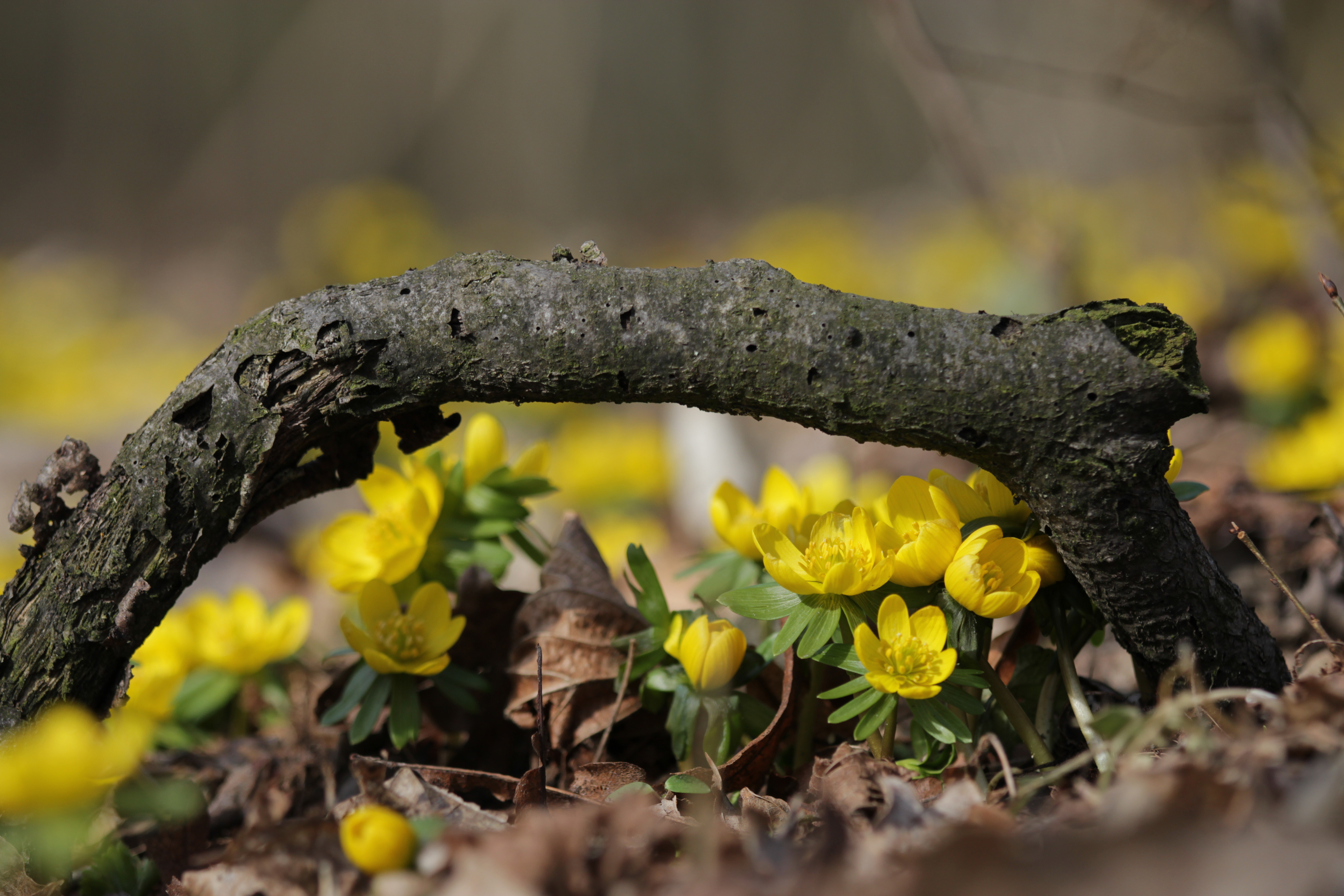 Zdjęcie przedstawia żółto złociste łany kwiatów ranników wyrastające pod suchą gałęzią leżącą na ziemi. Fot. Archiwum RDLP w Poznaniu.