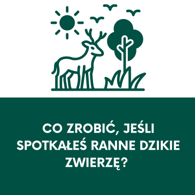 Kafel prowadzący do artykułu, co zrobić, jeśli spotkałeś ranne dzikie zwierzę.