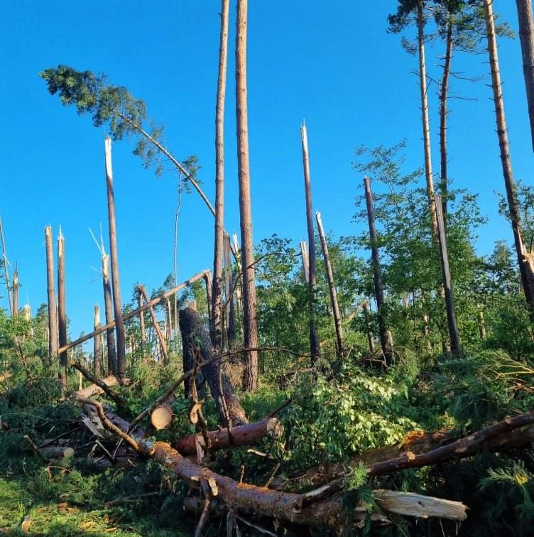 Fotografia przedstawia las silnie uszkodzone przez wiatr. Fot. C. Kempa (Nadleśnictwo Syców)