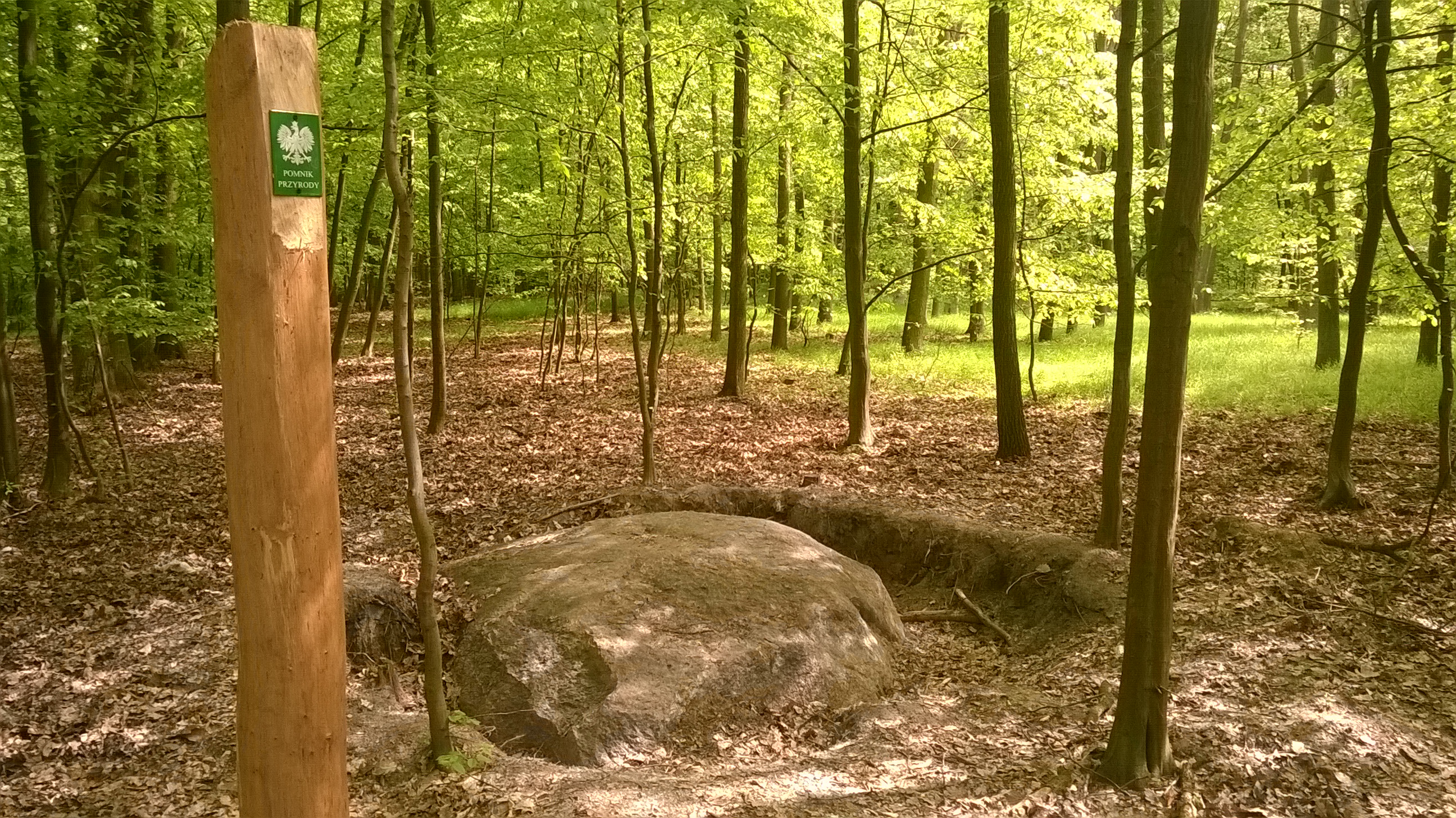 Zdjęcie przedstawia pomnik przyrody nieożywionej - głaz narzutowy zlokalizowany przy jeziorze Łomno w leśnictwie Brzeźno. Fot. Robert Zaganiaczyk, leśniczy leśnictwa Brzeźno. 
