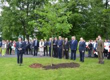 Kolejny Dąb Wolności rośnie w Poznaniu