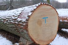XXIV Aukcja cennego drewna dębowego