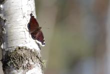 Żałobnik – leśny motyl