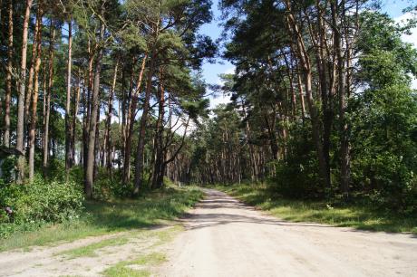 Historia „lasu przy drodze do Grabieńca” – wspomnienia leśniczego