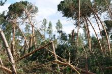 Wielkopolskie lasy dotknięte największym kataklizmem w historii Lasów Państwowych