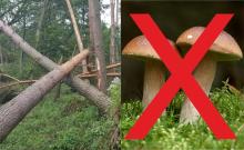 Uwaga: zakaz wstępu do lasu  - apel do grzybiarzy