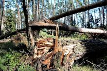 Orkan Ksawery - szacowanie szkód, kolejne zakazy wstępu do lasu!