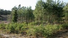 Poprawa klimatu w rękach leśników - dzięki Leśnym Gospodarstwom Węglowym