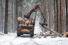 Dlaczego leśnicy wolą pozyskiwiać drewno zimą? [wideo]