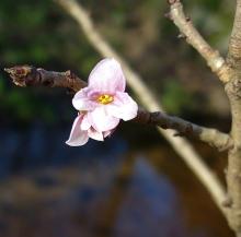 Leszczyna i wawrzynek - para zwiastująca wiosnę