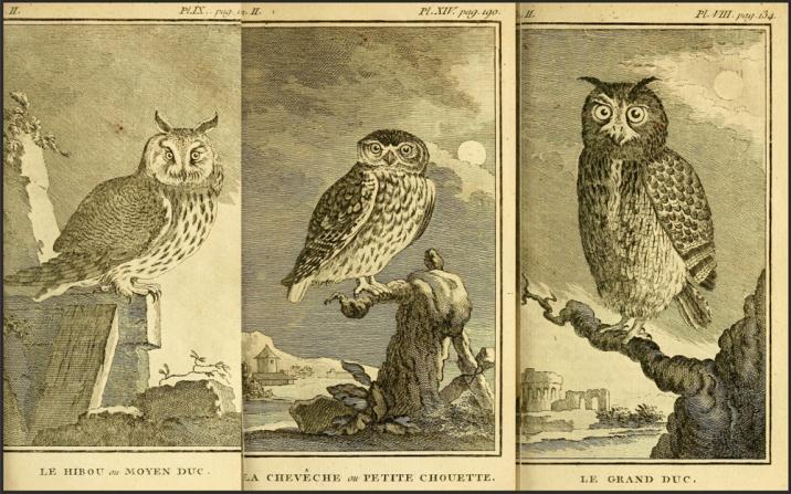 Histoire&#x20;naturelle&#x20;des&#x20;oiseaux&#x20;v&#x2e;2&#x20;Paris&#x20;De&#x20;l&#x27;Imprimerie&#x20;Royale&#x2c;&#x20;1770-1775