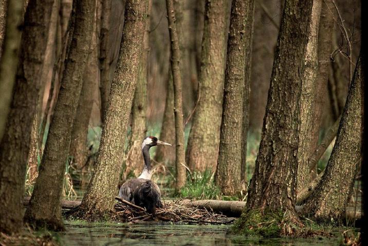 źródłó&#x3a;&#x20;http&#x3a;&#x2f;&#x2f;zurawwlesie&#x2e;pl&#x2f;galeria&#x2f;