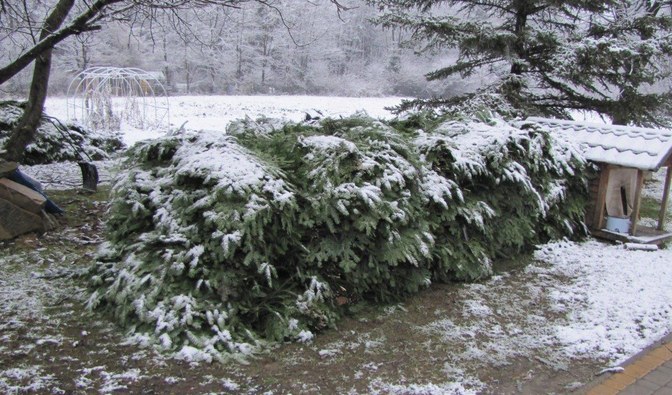 Podczas&#x20;jednej&#x20;z&#x20;ubiegłych&#x20;akcji&#x20;na&#x20;posesji&#x20;sprawcy&#x20;znaleziono&#x20;nielegalnie&#x20;pozyskany&#x20;stroisz&#x2f;&#x20;Fot&#x2e;&#x20;Straż&#x20;Leśna&#x20;Nadleśnictwa&#x20;Krasiczyn