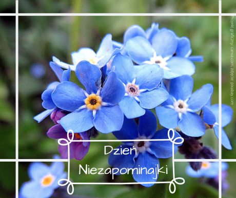 Dzień Niezapominajki