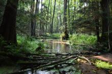 Leśnicy magazynują wodę w lasach