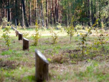 OTWARCIE NOWEJ POWIERZCHNI LASU NOWOŻEŃCÓW I DRZEW OKOLICZNOŚCIOWYCH
