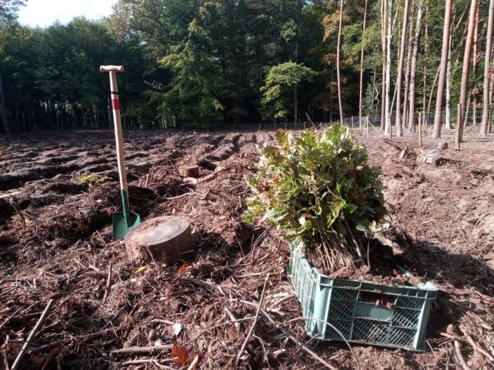 Fotografia&#x20;przedstawia&#x20;sadzonki&#x20;przed&#x20;posadzeniem&#x20;na&#x20;powierzchni&#x2e;&#x20;Fot&#x2e;&#x20;Ewa&#x20;Chomicz&#x20;&#x28;Nadleśnictwo&#x20;Łopuchówko&#x29;&#x2e;