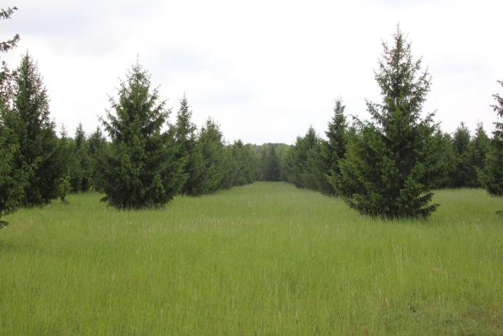 Fotografia&#x20;przedstawia&#x20;plantację&#x20;nasienną&#x20;świerka&#x20;pospolitego&#x20;w&#x20;Nadleśnictwie&#x20;Pniewy&#x2e;&#x20;Archiwum&#x20;Nadleśnictwa&#x20;Pniewy&#x2e;