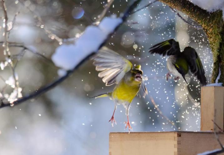 Fotografia&#x20;przedstawia&#x20;dzwońca&#x20;i&#x20;bogatkę&#x2e;&#x20;Autor&#x3a;&#x20;Vera&#x20;Markelova&#x2e;