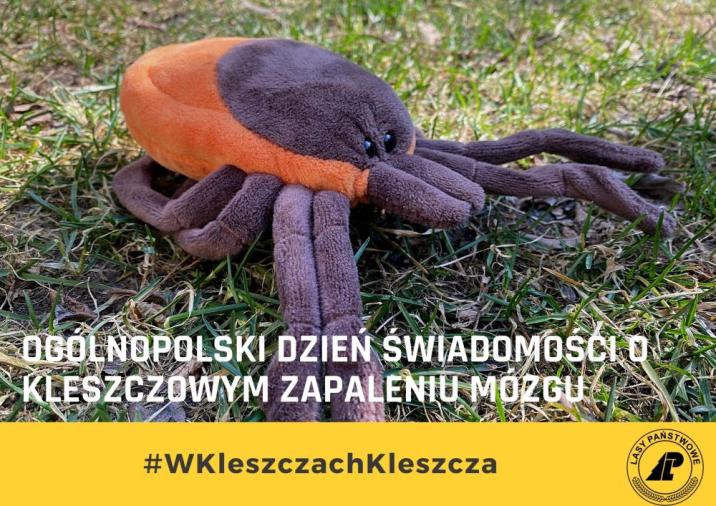 Zdjęcie&#x20;przedstawiające&#x20;kleszcza&#x2e;